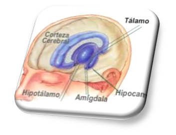 cerebro1